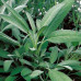 Alteya Organics - Økologisk Salvie olie